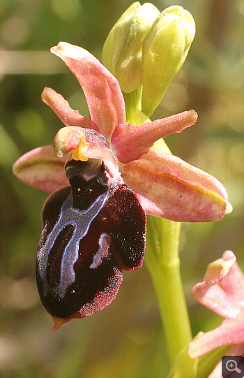 Ophrys spruneri, Lakkomanteka.