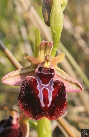 Ophrys spruneri, Litochoro.