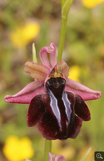 Ophrys spruneri, Ampelokipi.