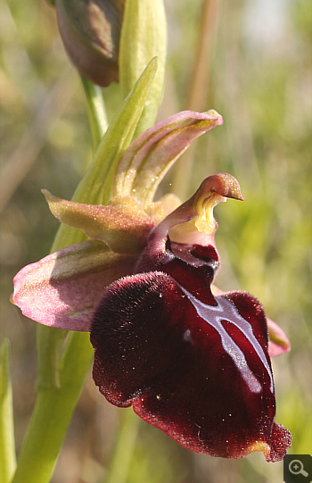 Ophrys spruneri, Litochoro.