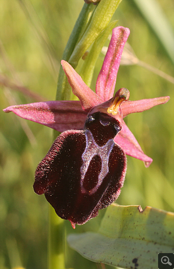 Ophrys spruneri, Litochoro.