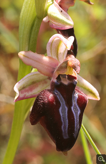 Ophrys spruneri, Kalavryta.