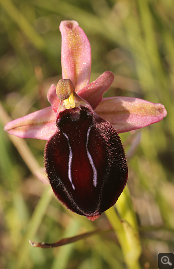 Ophrys spruneri, Litochoro.