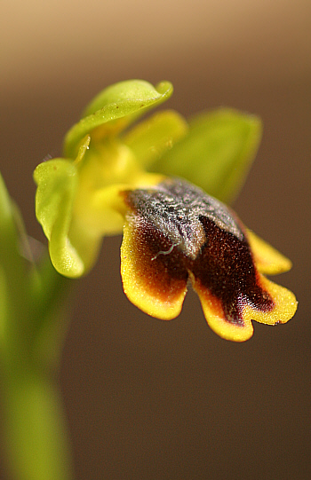 Ophrys subfusca ssp. liveriani, Is Arenas.