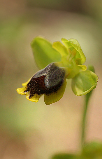 Ophrys subfusca ssp. liveriani, Is Arenas.