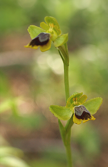 Ophrys subfusca ssp. liveriani, Is Arenas.