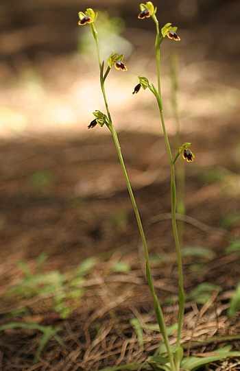 Ophrys subfusca ssp. liveriani, Is Arenas.