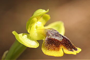 Ophrys subfusca ssp. liveriani, Is Arenas.