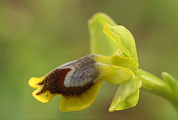 Ophrys subfusca ssp. liveriani, Is Arenas.