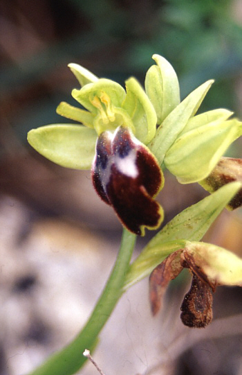 Ophrys sulcata, Palermo.