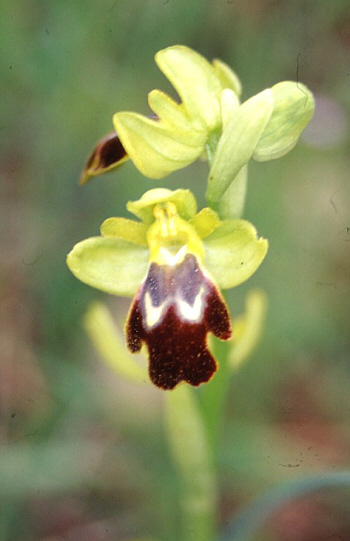 Ophrys sulcata, Palermo.