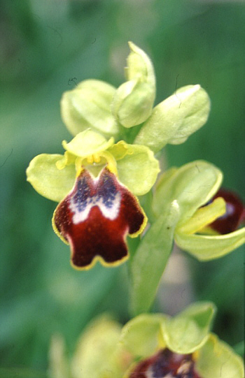 Ophrys sulcata, Palermo.