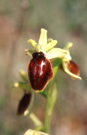 Ophrys tarentina, Taranto.