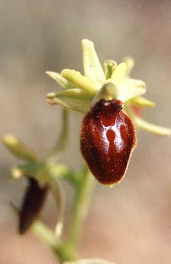 Ophrys tarentina, Taranto.