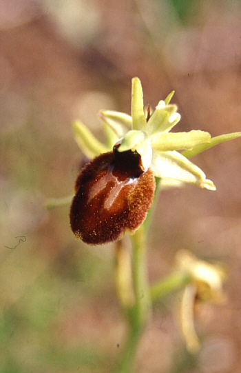 Ophrys tarentina, Taranto.