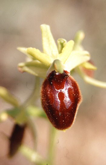 Ophrys tarentina, Taranto.