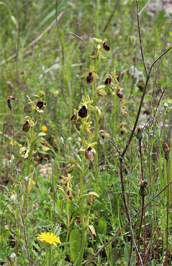 Ophrys tarentina, Massafra.