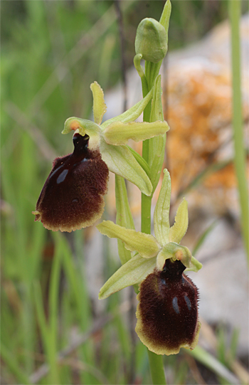 Ophrys tarentina, Massafra.