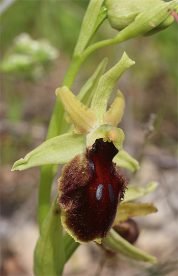 Ophrys tarentina, Massafra.