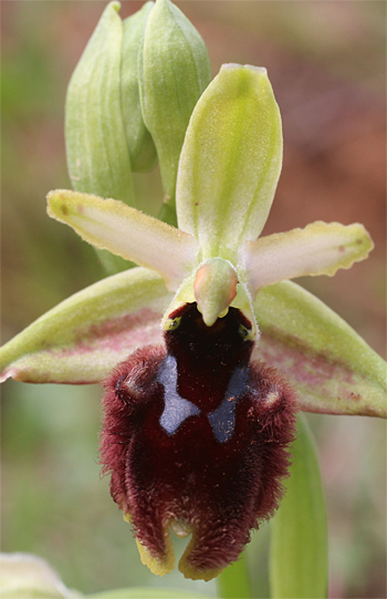 Ophrys tarentina, Massafra.