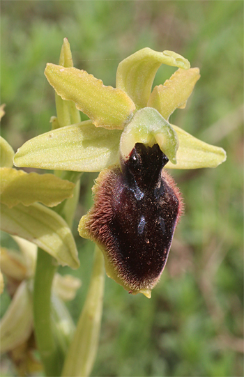 Ophrys tarentina, Massafra.