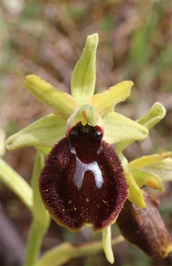 Ophrys tarentina, Massafra.