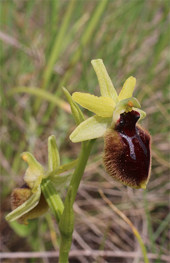 Ophrys tarentina, Massafra.