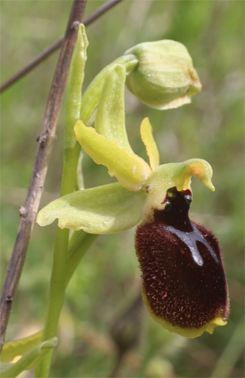 Ophrys tarentina, Massafra.