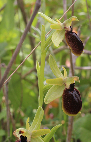 Ophrys tarentina, Massafra.