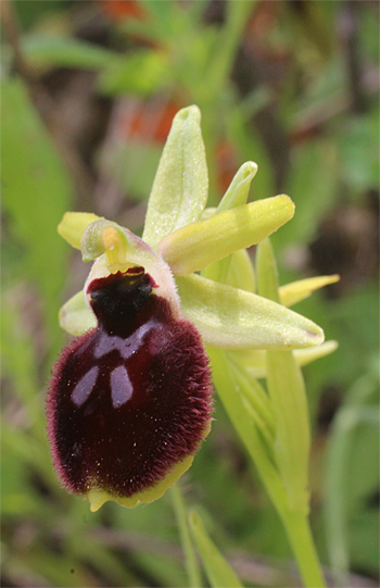 Ophrys tarentina, Massafra.