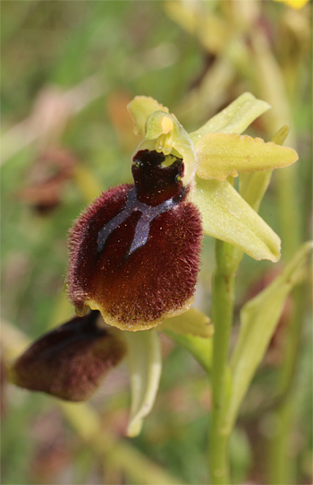 Ophrys tarentina, Massafra.