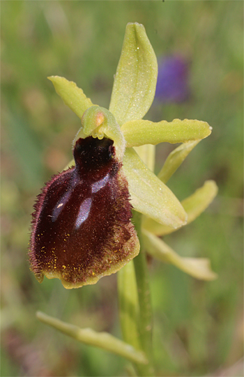 Ophrys tarentina, Massafra.