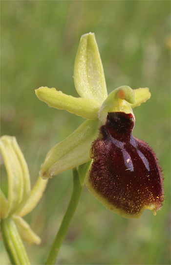 Ophrys tarentina, Massafra.