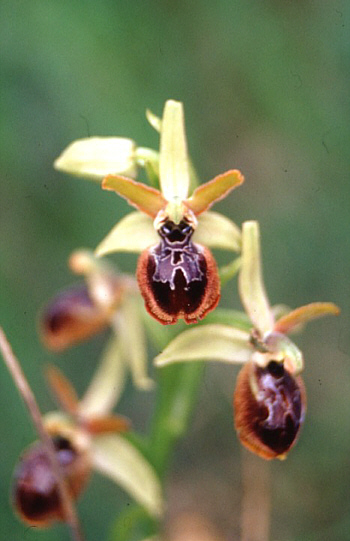 Ophrys tarquinia, Tuscany.