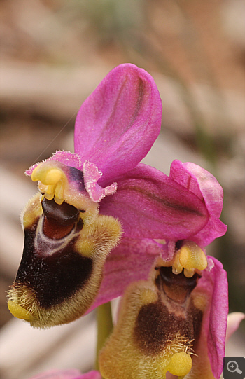 Ophrys ulyssea, Kremasti.
