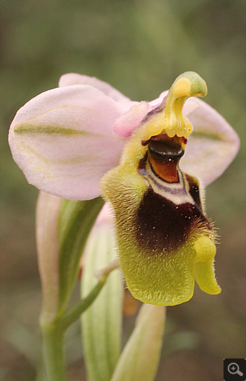 Ophrys ulyssea, Gramousa.