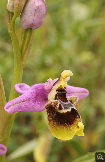 Ophrys ulyssea, Militsa.