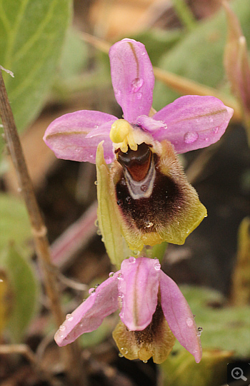 Ophrys ulyssea, Lambokambos.