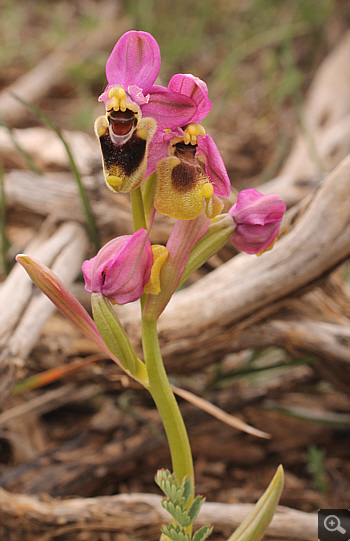 Ophrys ulyssea, Kremasti.