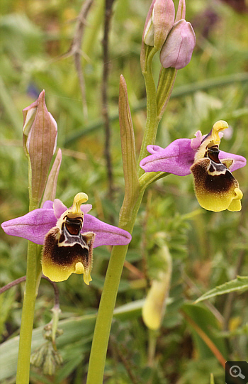 Ophrys ulyssea, Militsa.