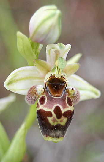 Ophrys umbilicata, Kattavia.