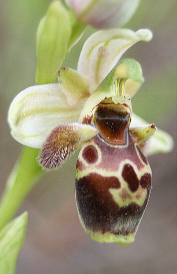 Ophrys umbilicata, Kattavia.