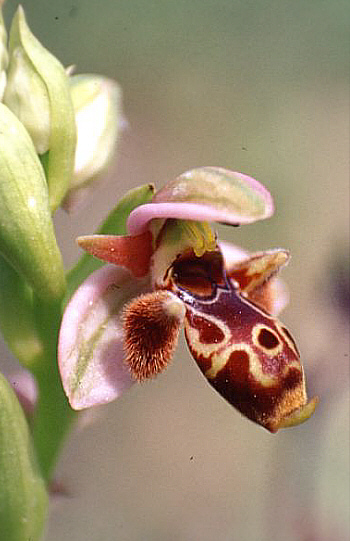 Ophrys umbilicata, Polis.