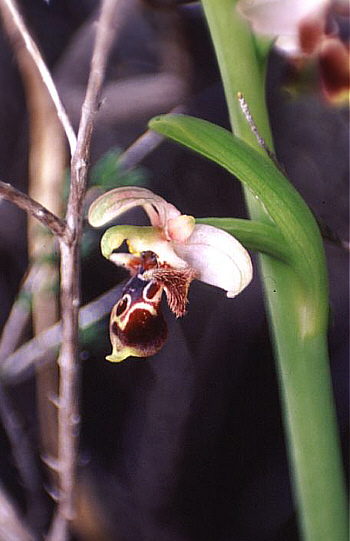 Ophrys umbilicata, Souni.