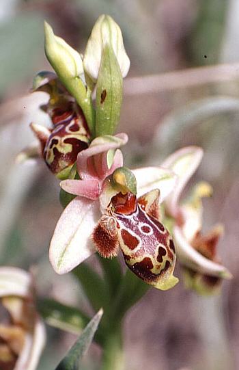 Ophrys umbilicata, Larnaca.