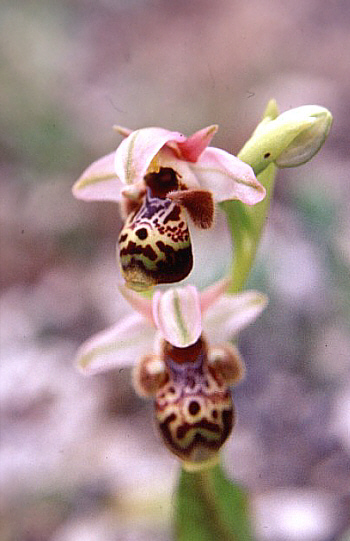 Ophrys umbilicata, Tochni.
