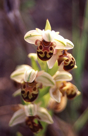 Ophrys umbilicata, Südwesttürkei.