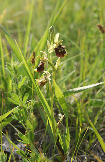 Ophrys untchjii, Grasisce.
