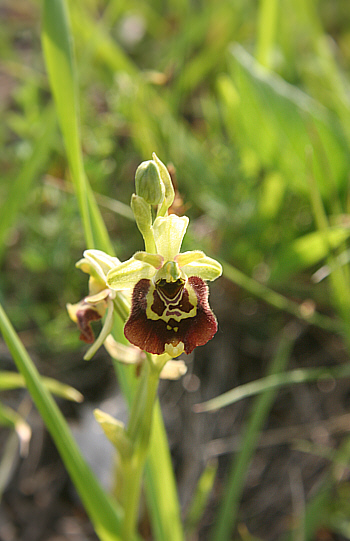 Ophrys untchjii, Grasisce.