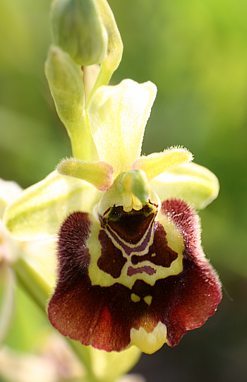 Ophrys untchjii, Grasisce.